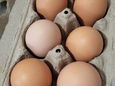 backyard chicken eggs, $5 a dozen