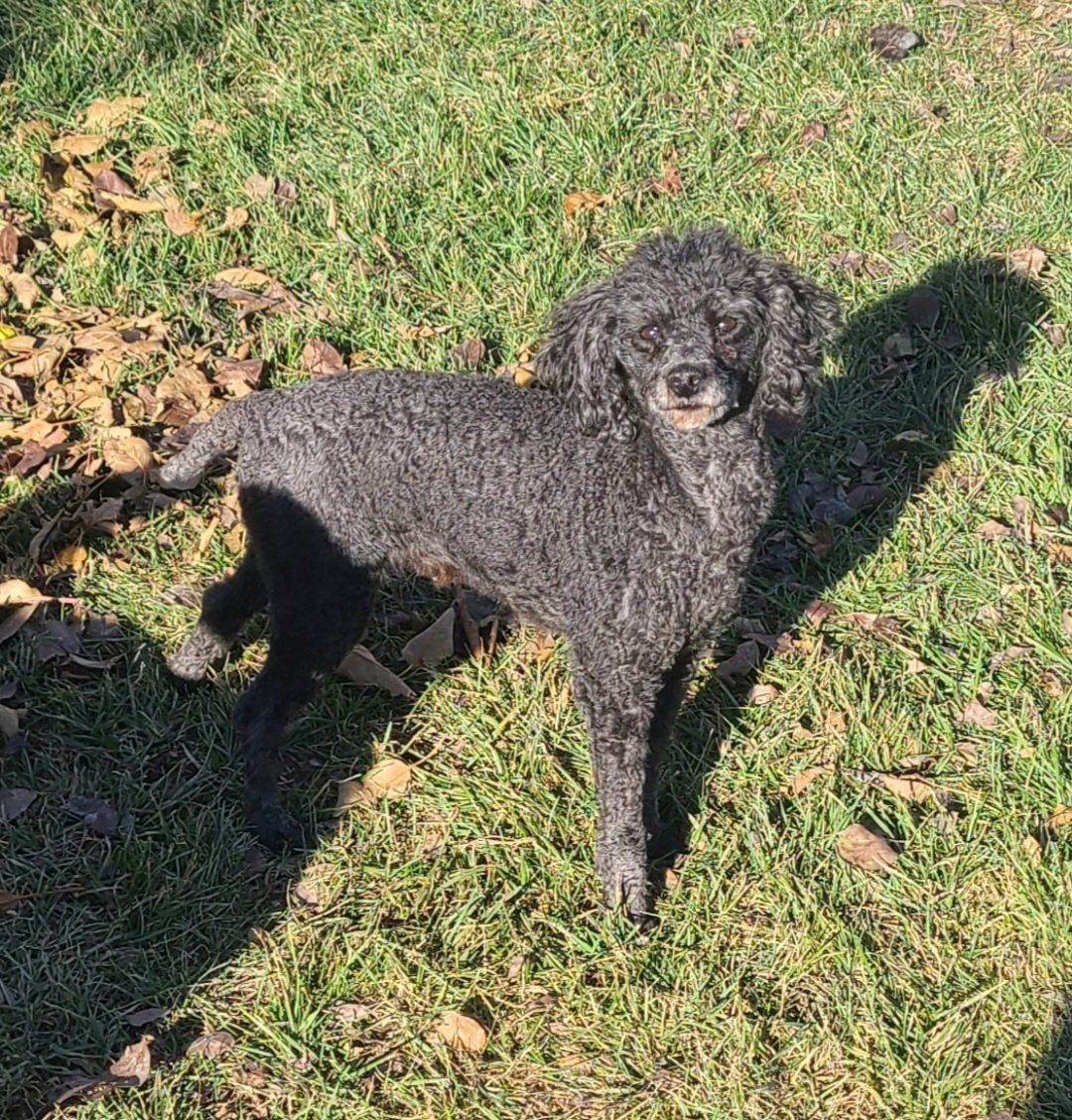 Female Toy Poodle ~Spayed~