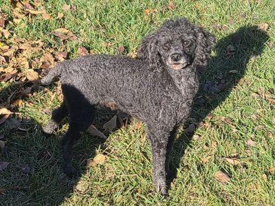 Female Toy Poodle ~Spayed~
