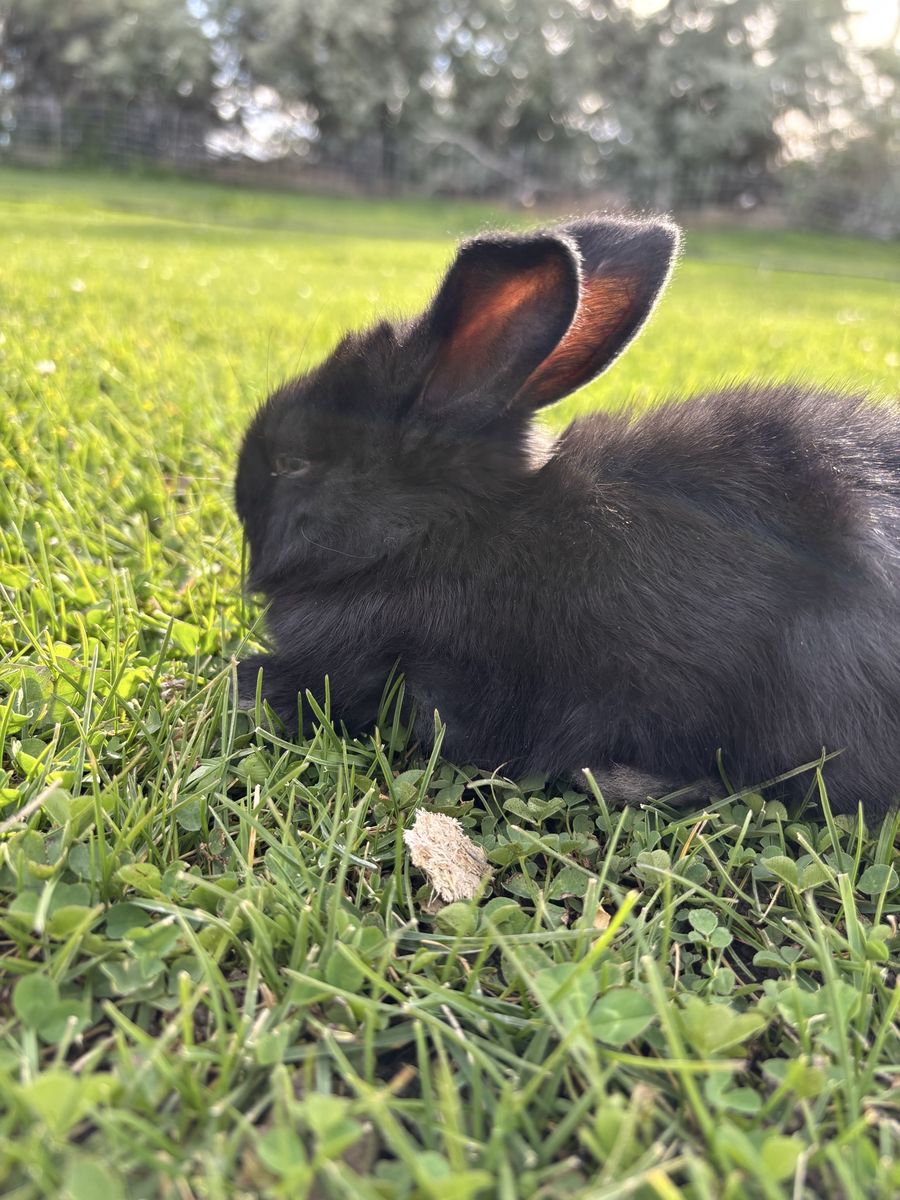 Flemish Giant