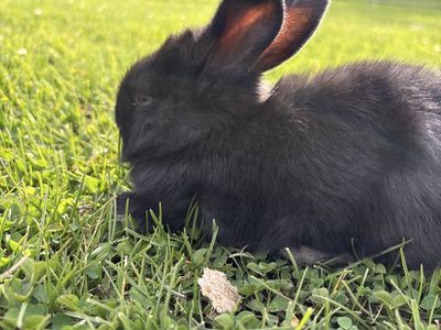 Flemish Giant