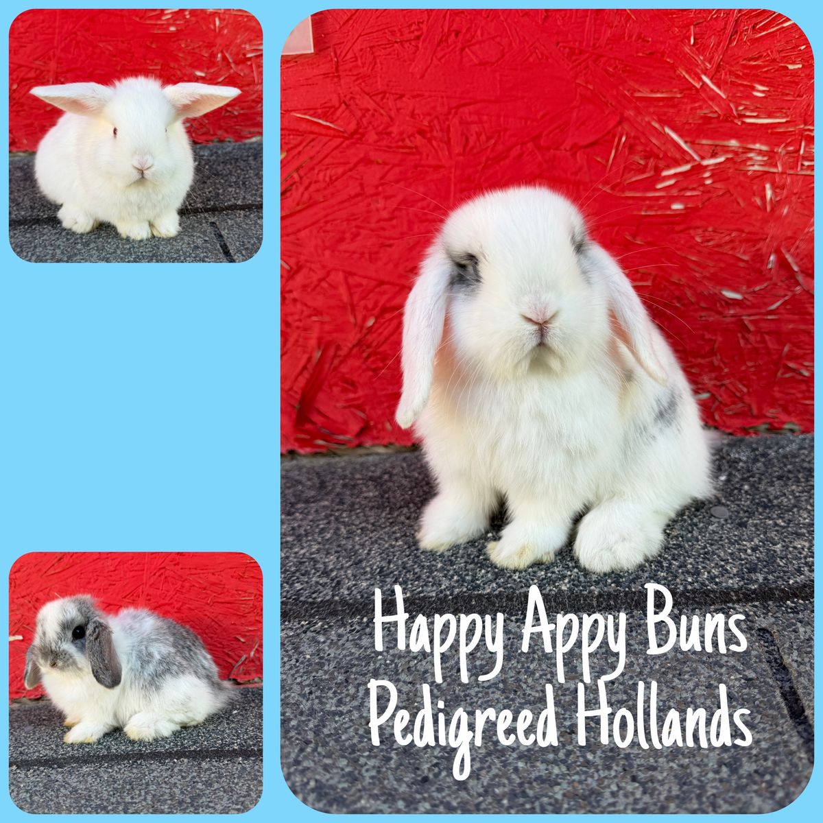Purebred Holland Lops