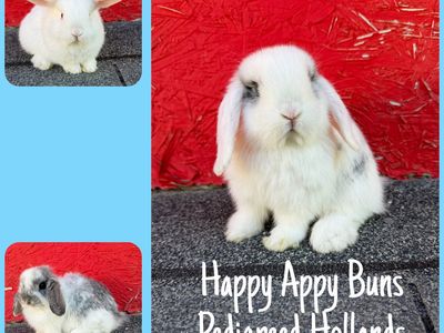 Purebred Holland Lops
