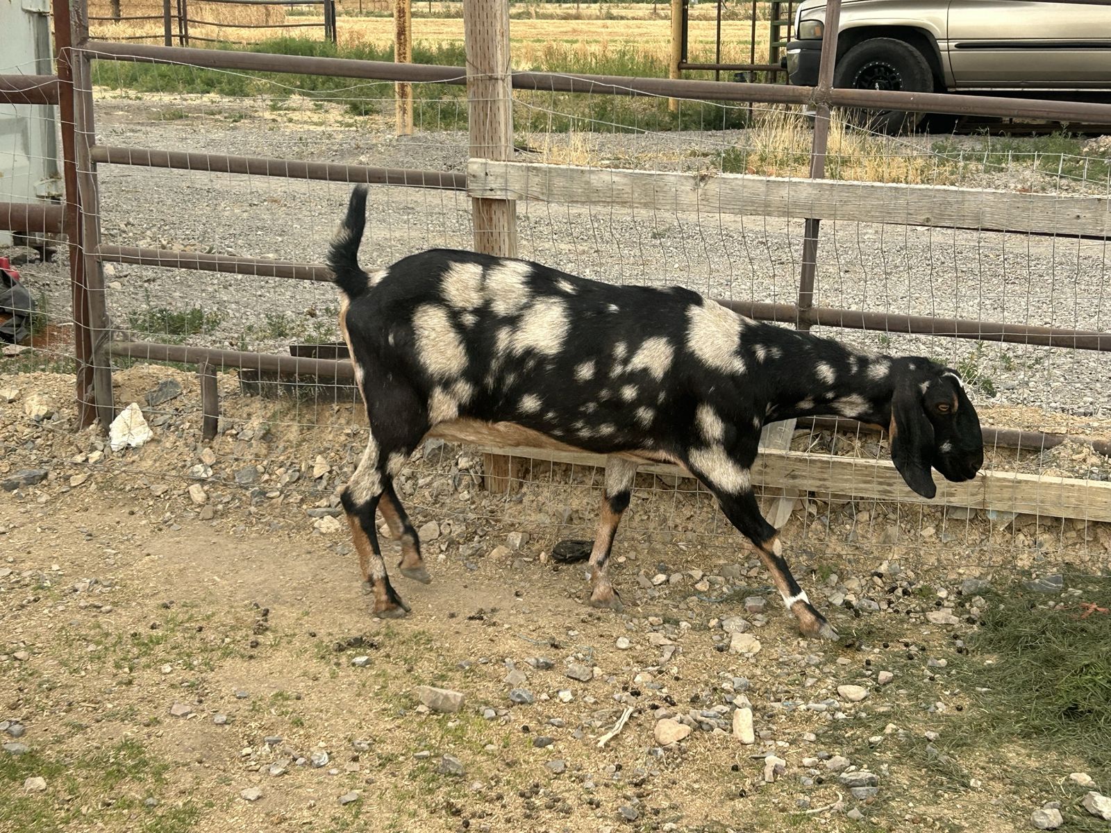 Black and White Spotted Goat for Sale