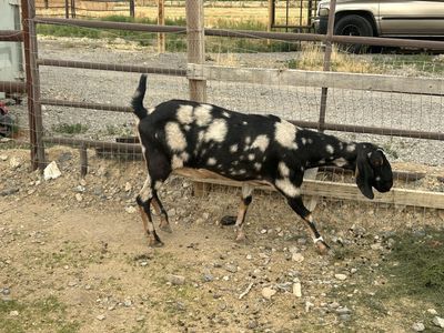 Black and White Spotted Goat for Sale