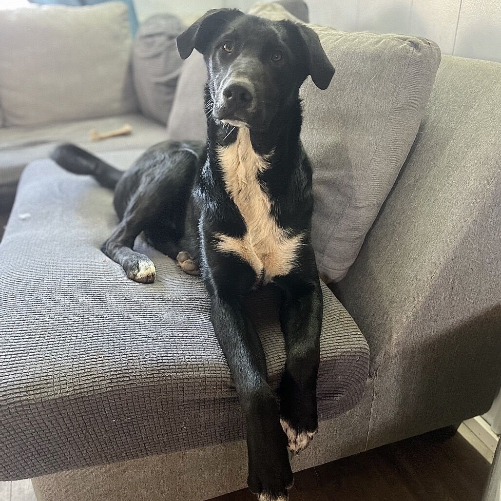 Hello my name is Dobby