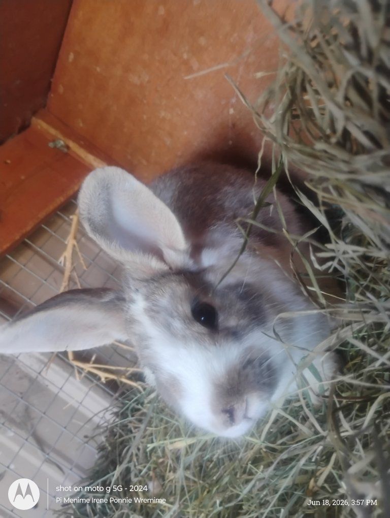 Bunny~Sugar Pete For Sale