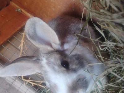 Bunny~Sugar Pete For Sale