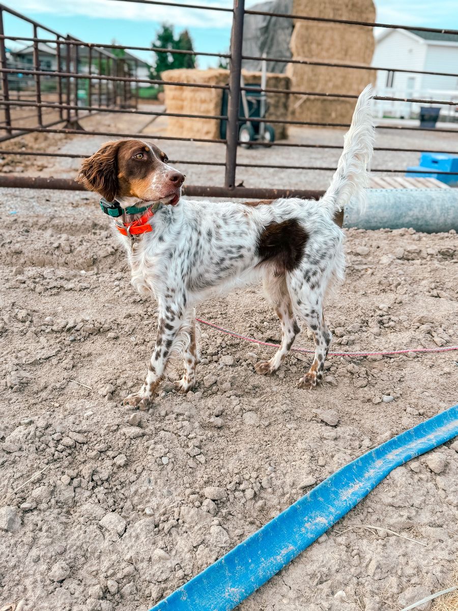 Llewellin Setter Puppies Bird Dogs