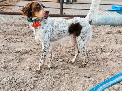 Llewellin Setter Puppies Bird Dogs