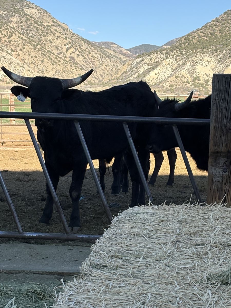 2 Year Old Corriente Bull