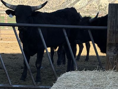 2 Year Old Corriente Bull