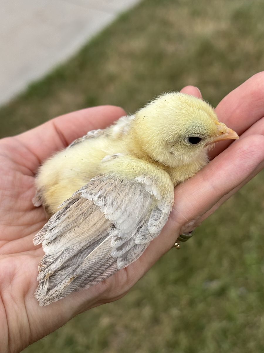 Serama chicks