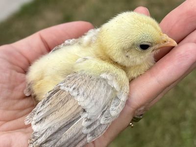Serama chicks
