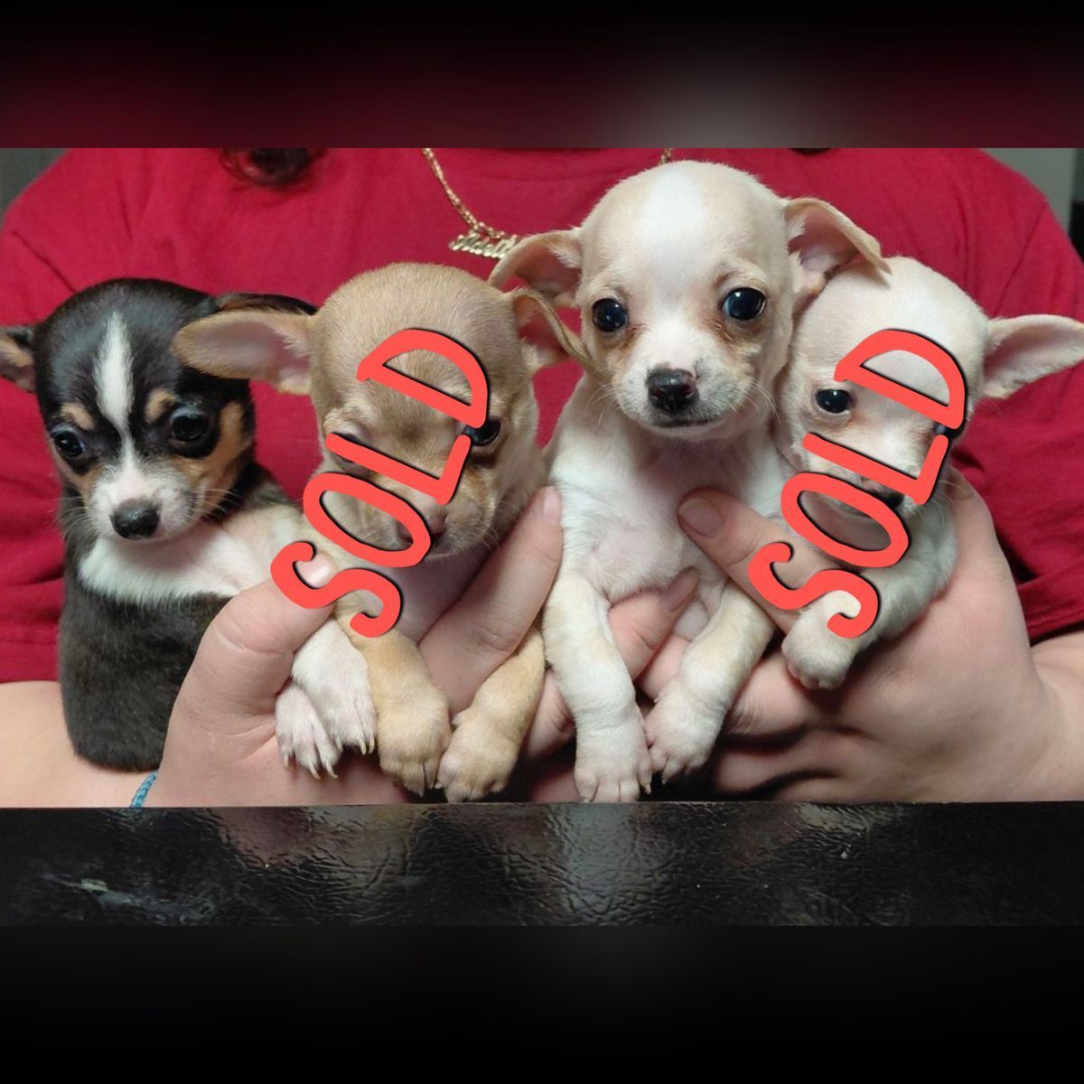 Chihuahua puppy's