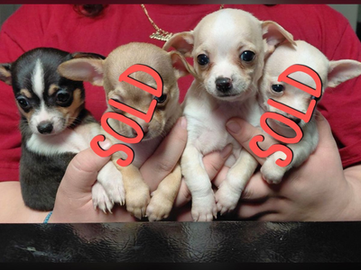 Chihuahua puppy's