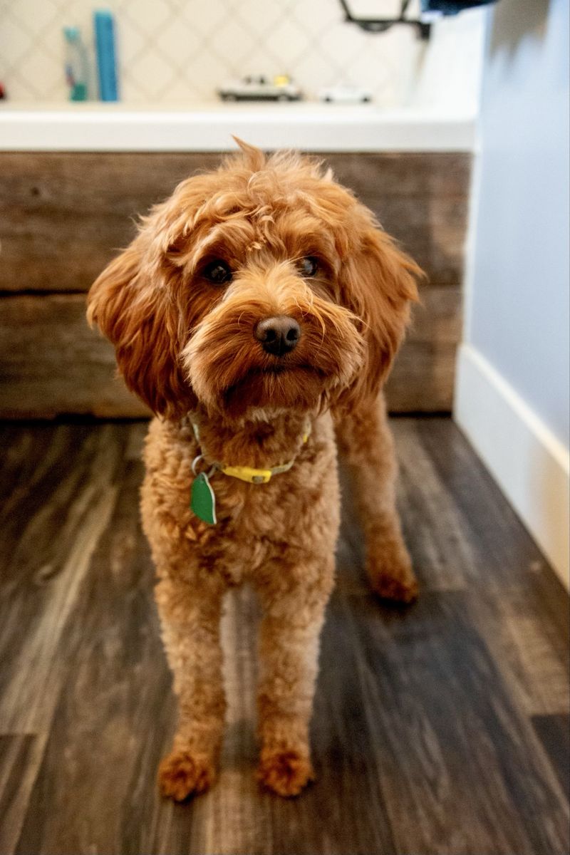 12 lb mini goldendoodle-/- FF s/s (no parti)