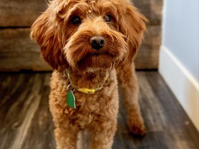 12 lb mini goldendoodle-/- FF s/s (no parti)
