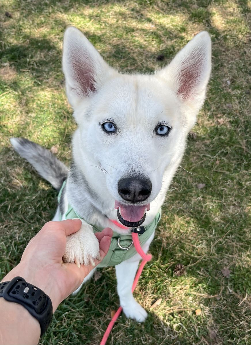 Rory, the sweetest Husky, Needs Out Of the Shelter!