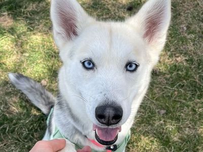 Rory, the sweetest Husky, Needs Out Of the Shelter!