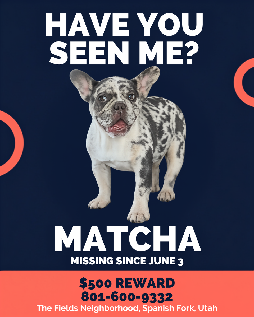 Please help us bring Matcha home. -  $500 Reward