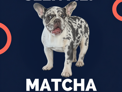 Please help us bring Matcha home. - $500 Reward