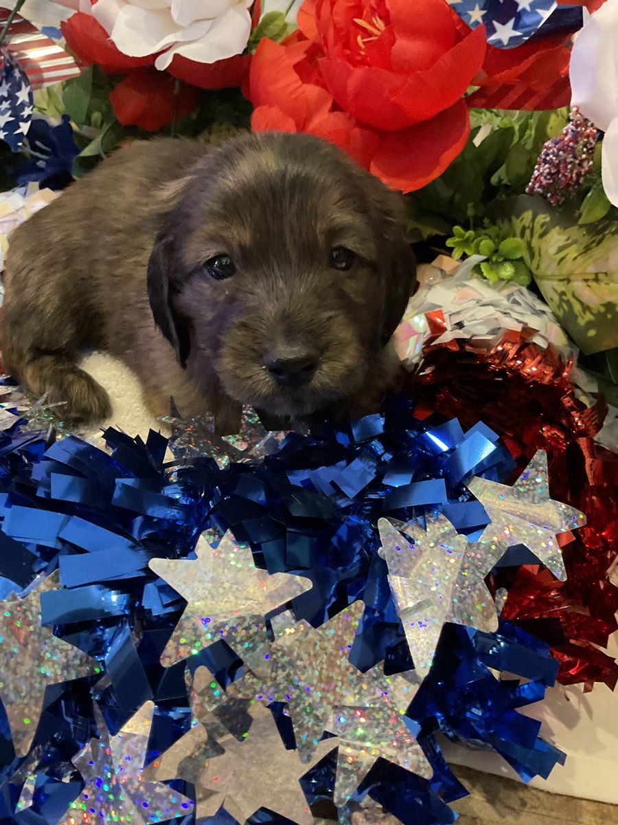ACK Lon Hair Male Miniature Dachshund