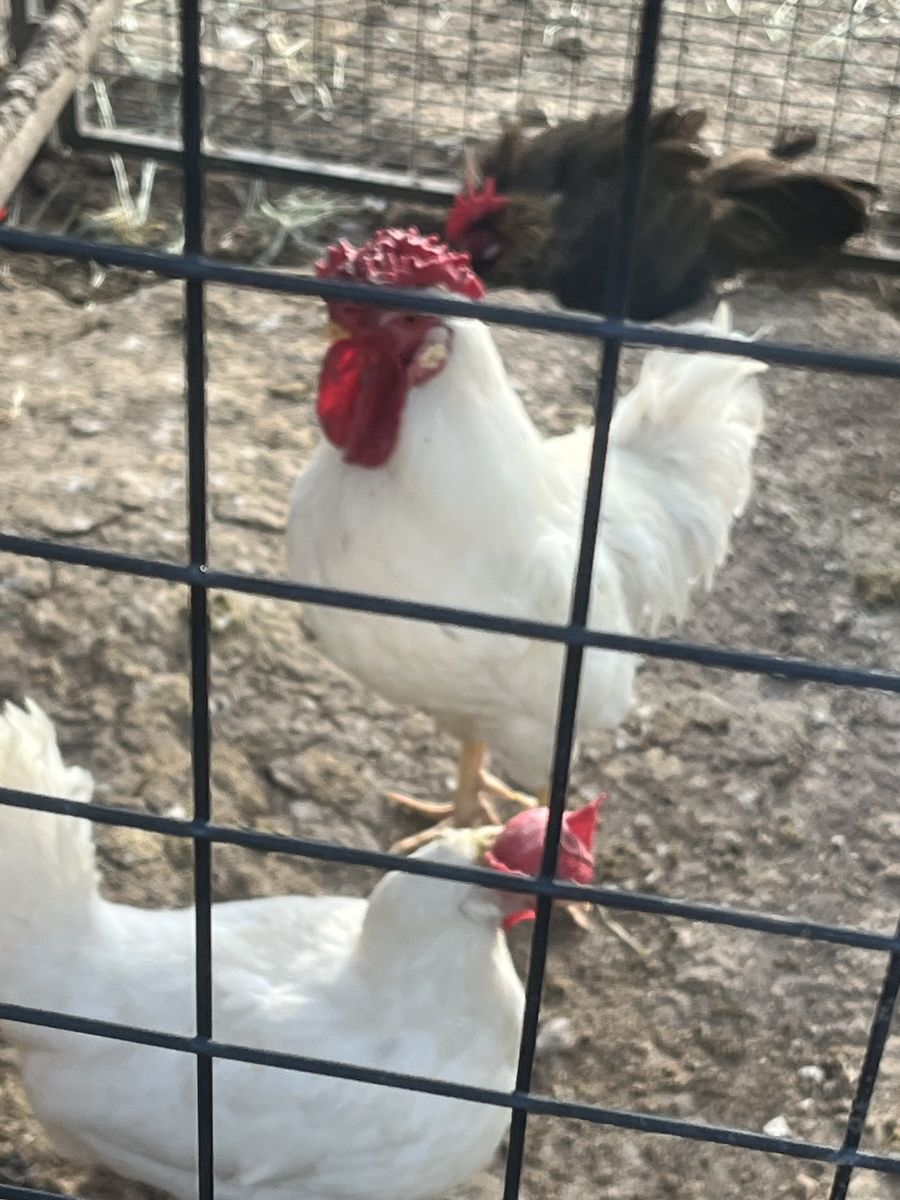 Leghorn Rooster Free