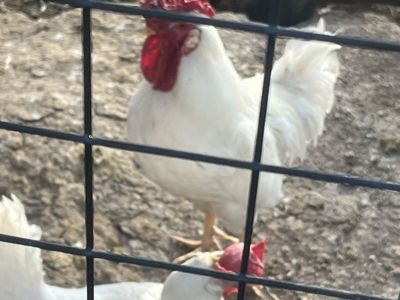 Leghorn Rooster Free