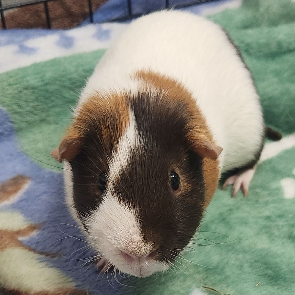 Hello my name is Taco