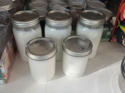 Fresh raw nigerian dwarf goat milk