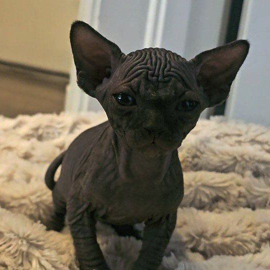 SOLD 4 Handsome Boy Sphynx kittens