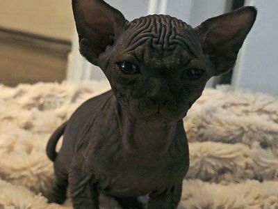 SOLD 4 Handsome Boy Sphynx kittens