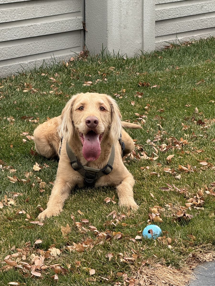 Great dog needs new home