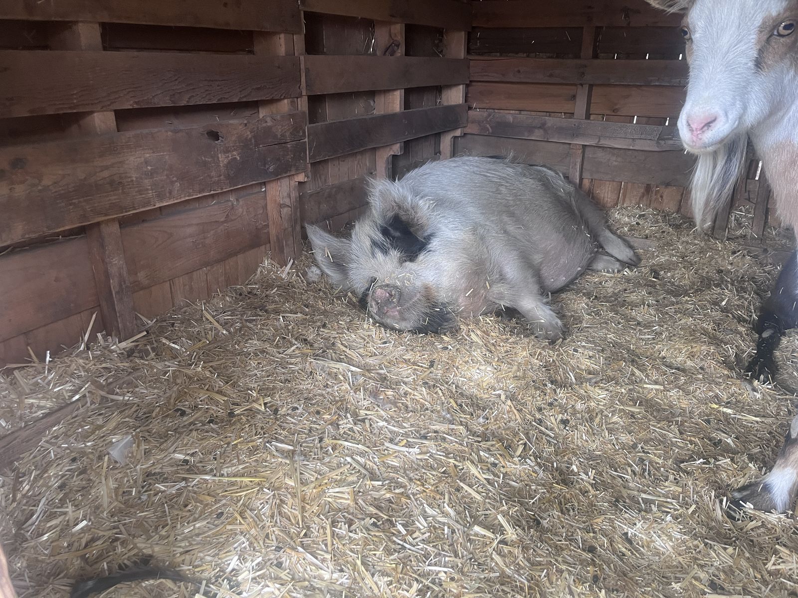 Kune Kune Gilt