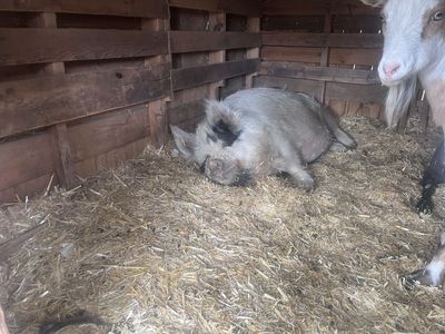 Kune Kune Gilt