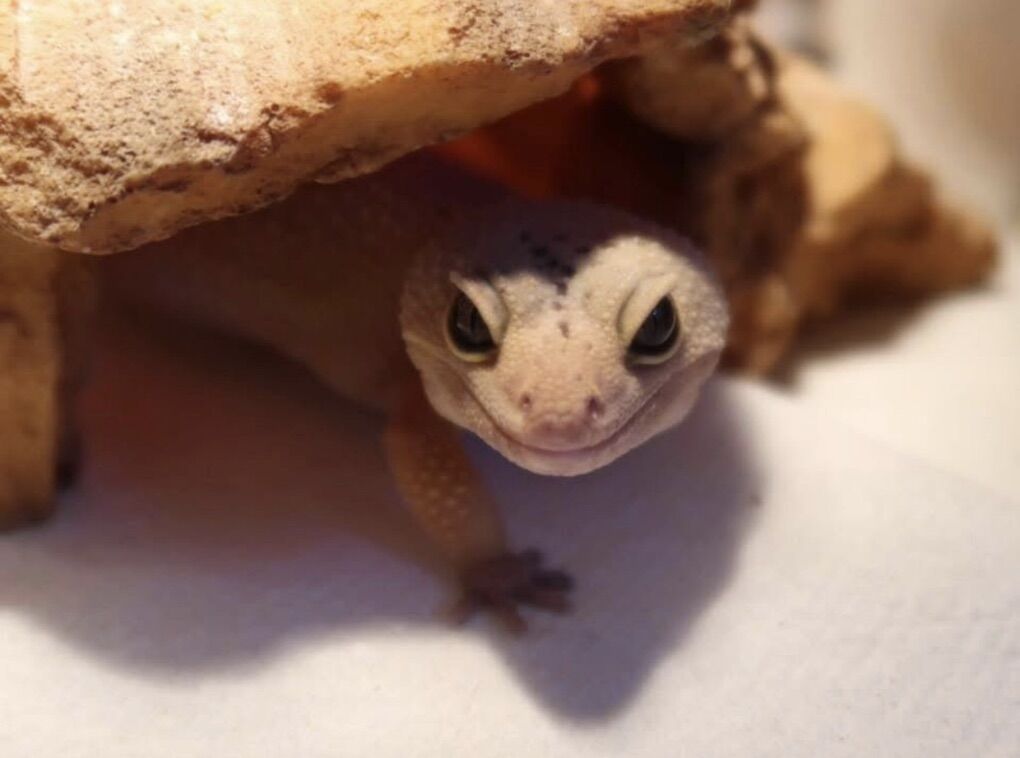 Sweetest Leopard Gecko
