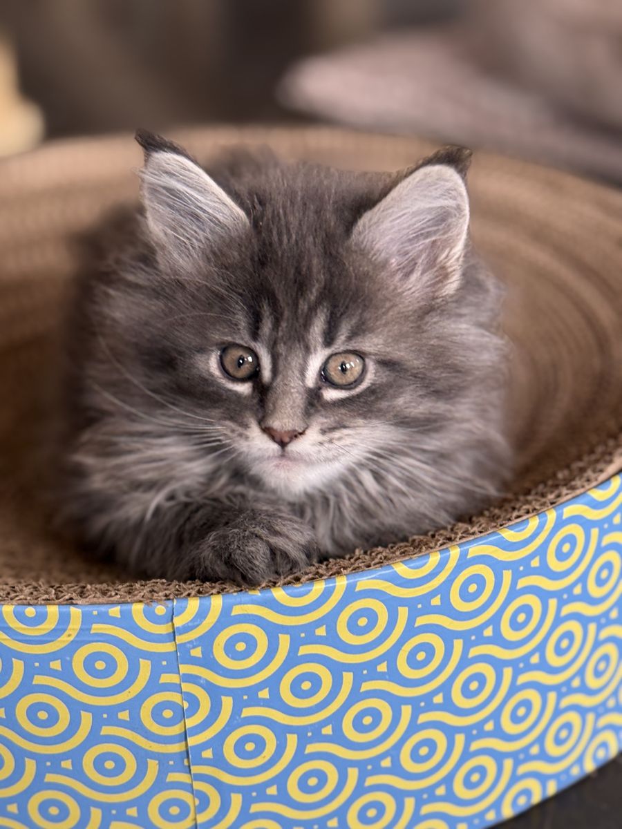 Maine Coon Kittens