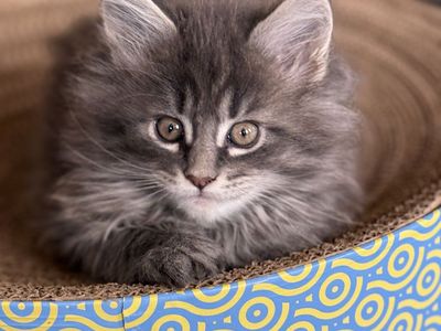 Maine Coon Kittens