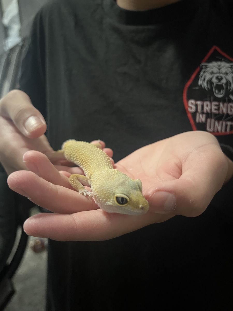 Female albino leopard gecko