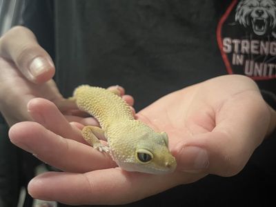 Female albino leopard gecko