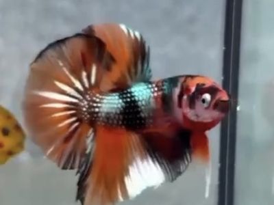Imported Metallic Candy Big-Fin Plakat Betta