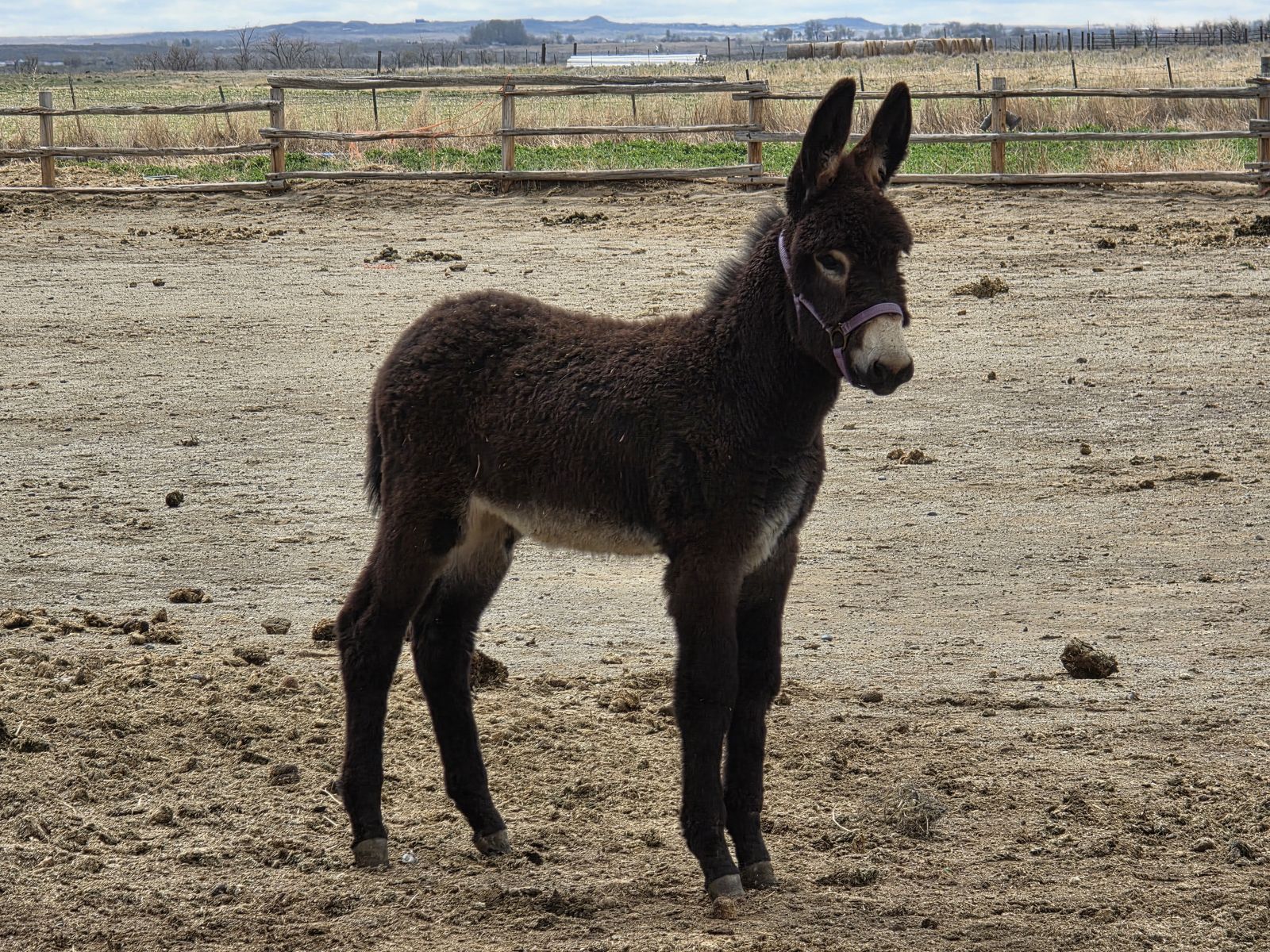 Meet THT Pavillion Phil! 2026 Registered Mammoth Jack (Donkey)