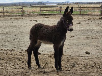 Meet THT Pavillion Phil! 2026 Registered Mammoth Jack (Donkey)