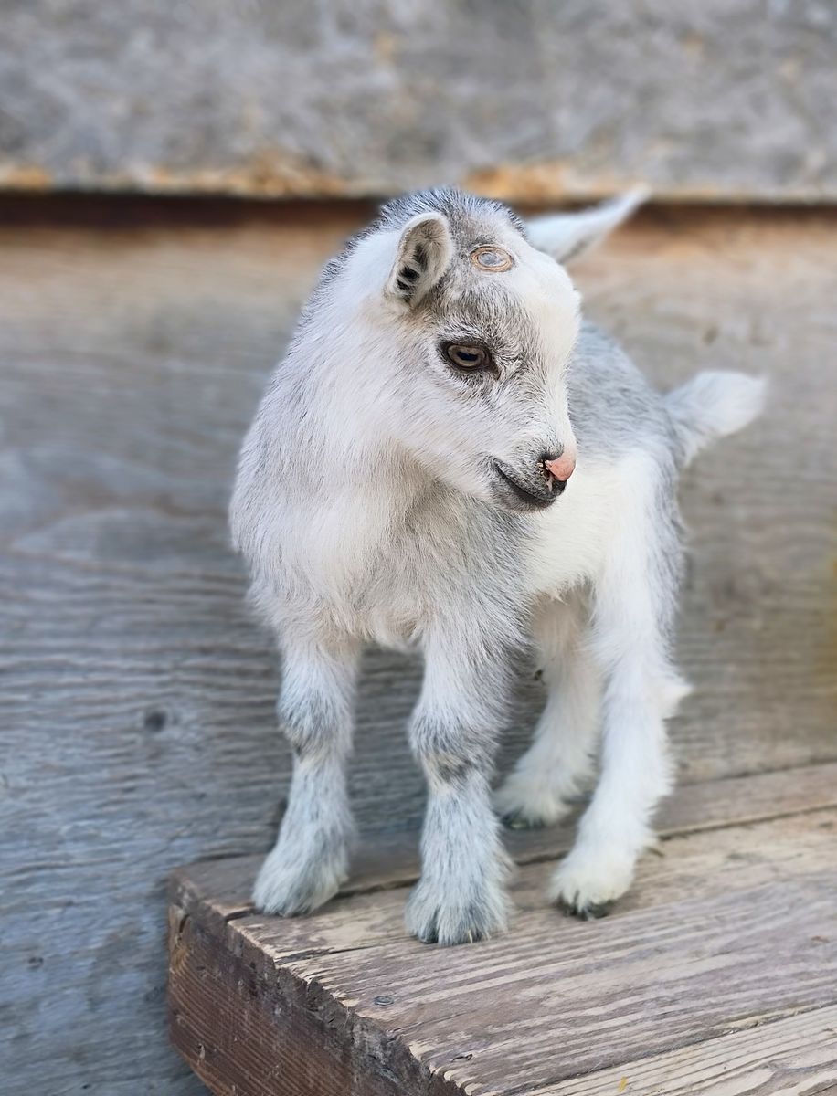 ADGA Nigerian Dwarf Buckling