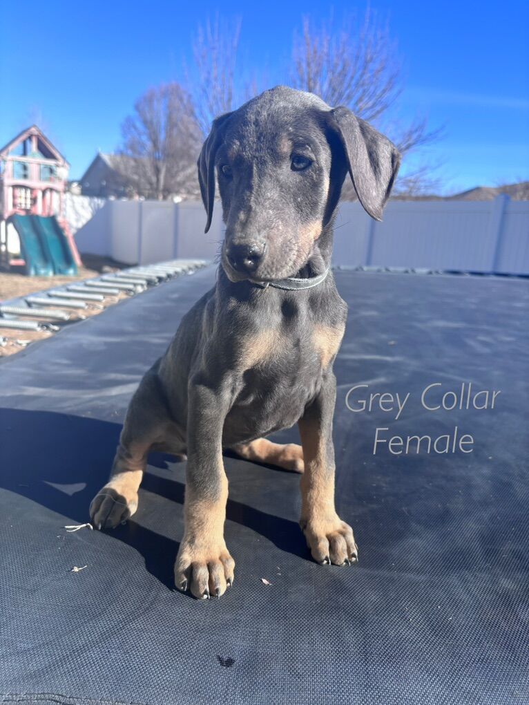 Doberman Puppies Available Now