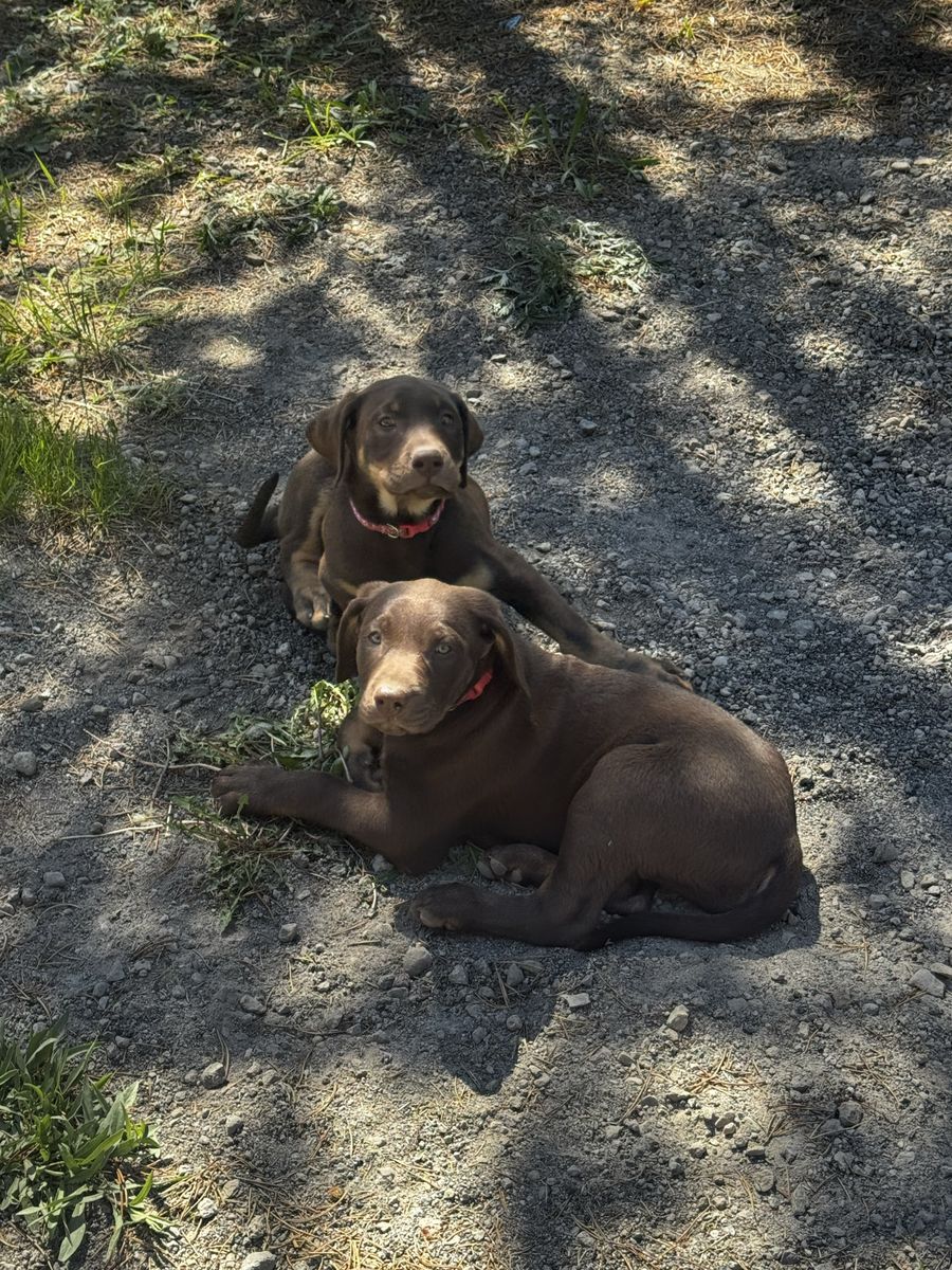Silver lab puppy mix 1 left***