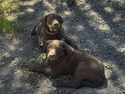 Silver lab puppy mix 1 left***