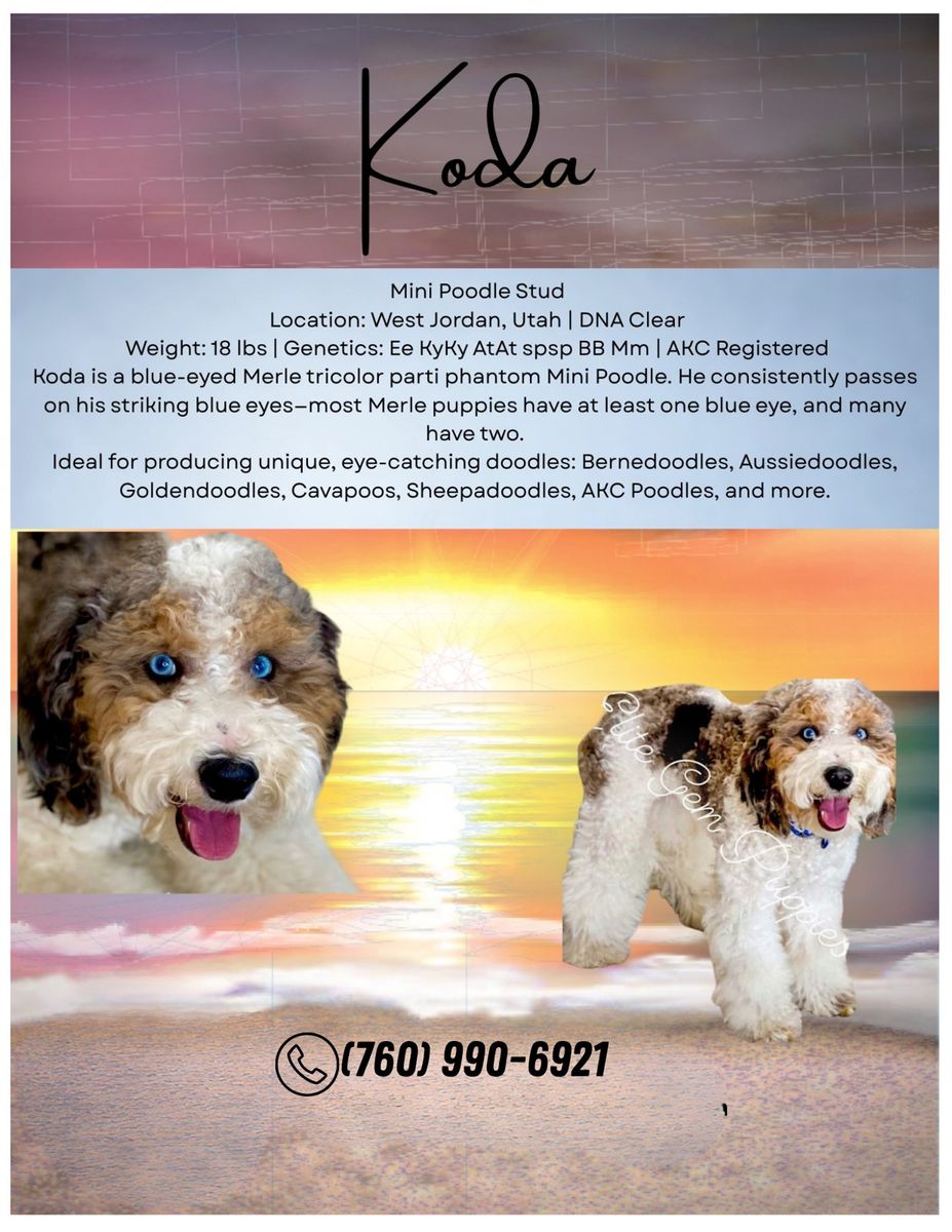 Koda - AKC Mini Poodle Stud, 18 lbs, Blue Eyed Merle Tricolor Parti Phantom