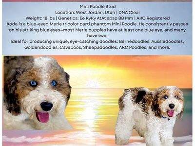 Koda - AKC Mini Poodle Stud, 18 lbs, Blue Eyed Merle Tricolor Parti Phantom
